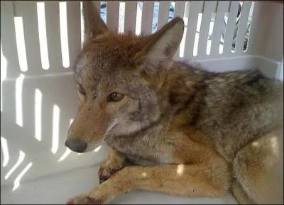 Dans une bande-dessinée, il passe son temps à courir après Bip-Bip, sans jamais l'attraper, qui est-il ?