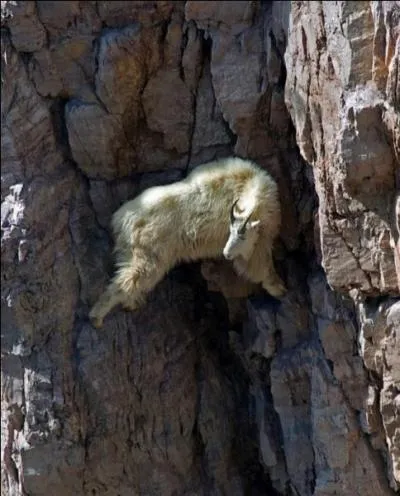 Cet animal est très agile, et il le prouve sur la photo, qui est-il ?