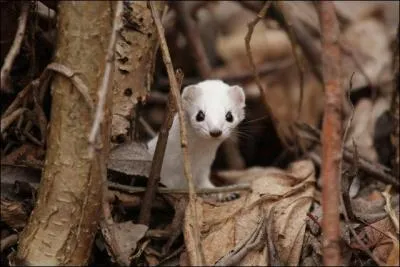 Cette petite bête a malheureusement souvent servi à faire des parures pour les dames, connais-tu son nom ?