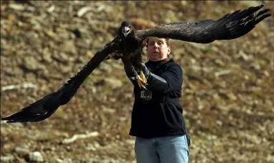 Un bec crochu, des serres puissantes, qui est cet oiseau ?