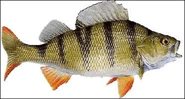 Il faut toujours me tendre avec un tuyau !