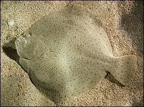 Il faut mettre ce poisson, si vous voulez gagner ce quiz au top chrono !