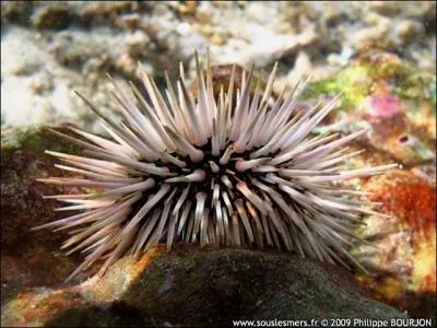 Et où est-il donc si vous radinez encore en ne me laissant pas mon petit pourboire ?