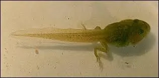 Quel est cet animal ?