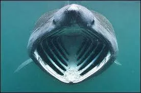 Quel est cet animal ?