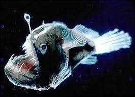 Quel est cet animal ?