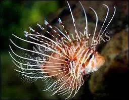 Quel est cet animal ?