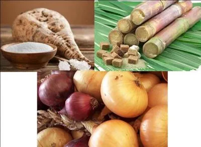 Essentiellement, le sucre est produit à partir de 2 « plantes ». A vous de découvrir l'intrus !