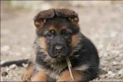De quelle race est cette boule de poils ?