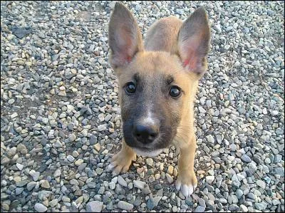 De quelle race suis-je ?