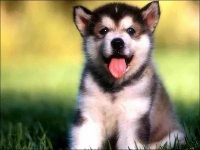 Waf waf ! Devinez ma race !