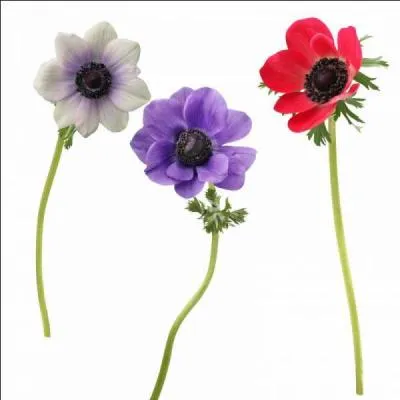 Pour le retour de Yéyéfanie, excellent auteur dont je ne taris pas d'éloges , je lui jette quelques fleurs !