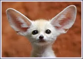 Quand dit-on que ça sent le fennec ?