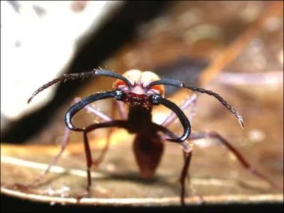 On peut domestiquer une fourmi légionnaire !