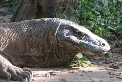 On a réussi à domestiquer un varan de Komodo, il vit dans une maison et prévient quand un étranger s'approche !