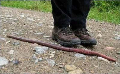En Grand-Bretagne, le professeur Alfred Lombric a réussi à dresser un ver de terre !