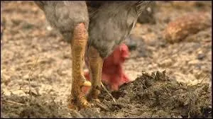 Avoir des jambes peu charnues, c'est "avoir des jambes de...".