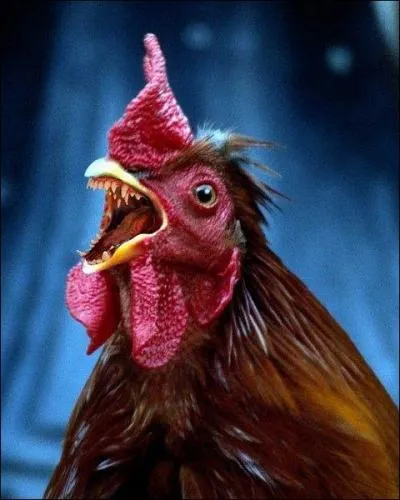 Une situation qui ne se produira certainement jamais, c'est "quand les ... auront des dents".