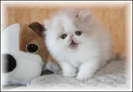 Coucou ! Devine ma race et tu auras un bisou !