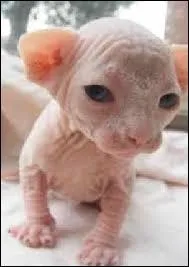 Salut toi ! Devine ma race !