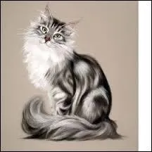 Salut ça va les amis ? Moi je suis un joli minou simple mais beau ! Devinez ma race !