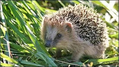 Le hérisson est classé parmi les animaux nuisibles :