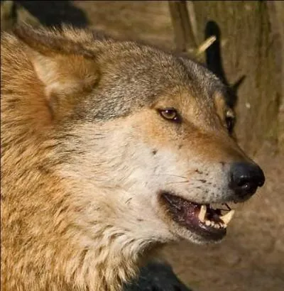 De quelle quantité quotidienne de viande le loup a-t-il besoin pour se nourrir ?