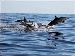 Quels animaux marins font partie du groupe des Pinnipèdes ?