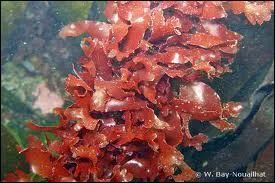 Quel autre nom donne-t-on aux algues rouges ?