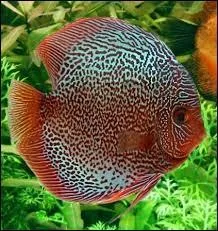 Quel est ce poisson ?