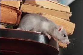On dit d'un individu qui passe son temps dans les bibliothèques à lire des livres qu'il est "un... de bibliothèque".
