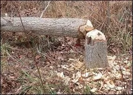 Couper les arbres, c'est "mettre les... à pied".