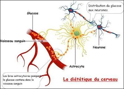 Quelle partie du corps consomme uniquement des glucides pour fonctionner (1) ? Et laquelle est celle qui consomme le plus de glucides (2) ?