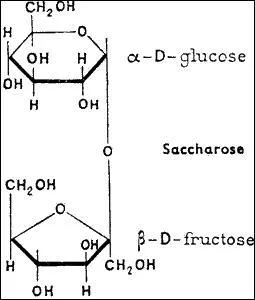 Deux sucres formés pendant la photosynthèse, le fructose et le glucose, s'associent pour former :