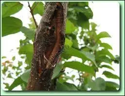 Fléau qui corrompt quelqu'un ou une société :