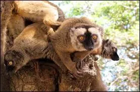 Quelle est sa superficie ?