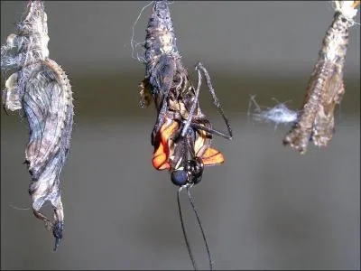 Witwicky, Optimus Prime, Megatron !