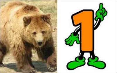 De quel échinoderme s'agit-il ?