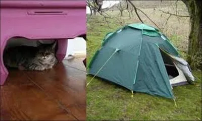 De quel poisson s'agit-il ?