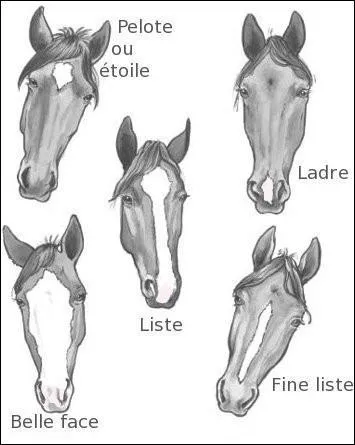 Comment s'appelle la liste qui se situe en-bas &agrave; droite ? (vous avez juste &agrave; regarder l'image)