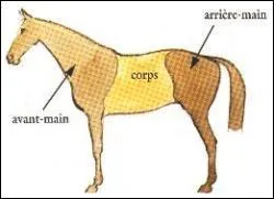 Quelles sont les trois parties du corps d'un cheval ?