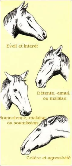 Quand un cheval a ses oreilles en arri&egrave;re , c'est ...