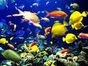 Quiz Animaux