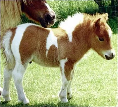 Contre quel parasite doit-on utiliser un vermifuge à l'automne ?