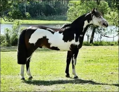 Est-ce qu'un jeune cheval et un jeune cavalier inexpérimenté font une bonne combinaison ?