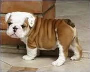 Animaux : quelle est la race de ce chien ?