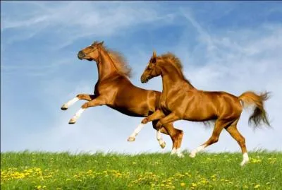 Quelle est la race la plus rapide ?