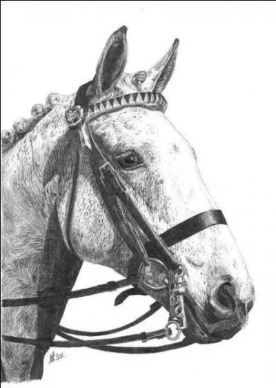 Quel est le plus petit poney du monde ?