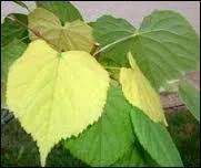 Que sont celles-ci qui commencent à perdre leur chlorophylle ?