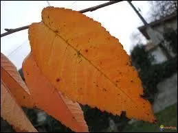 Et pour finir ce fascinant spectacle d'automne, que sont celles-là ?